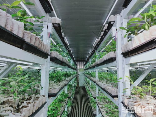 第一風口 | 植樹造林用上物聯網技術 上市青企科技助力，綠色產業突圍正當時